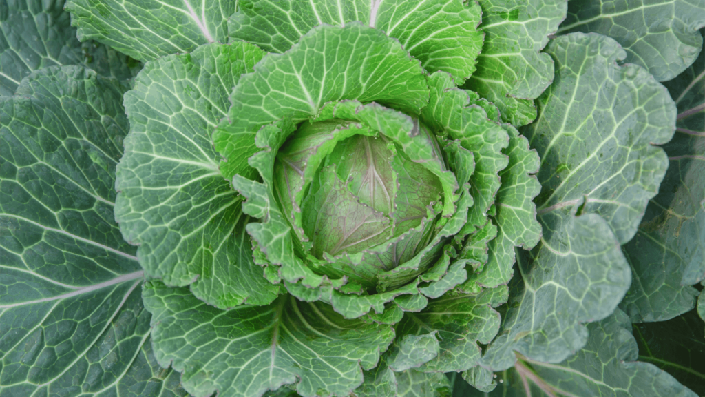 Cabbage is a Low-calorie Vegetable