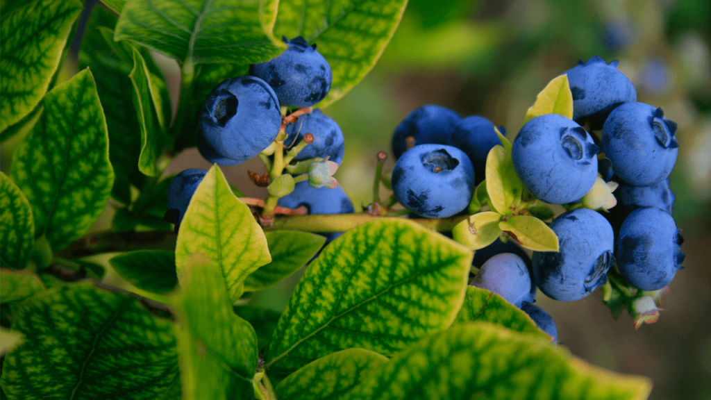 Blueberry is known as King of Antioxidants
