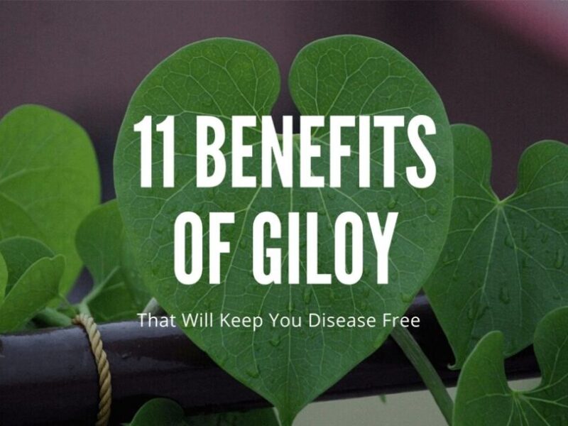 11 Benefits of Giloy That Will Keep You Disease Free