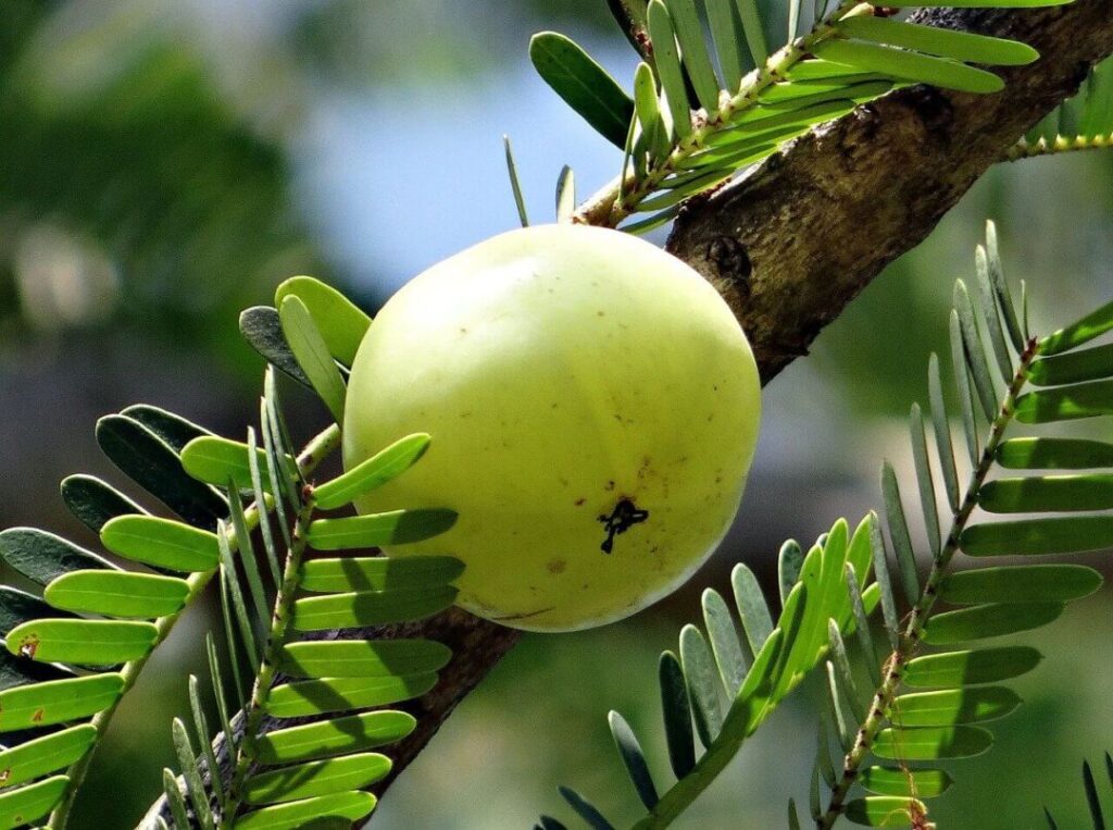 amla oil for beard grooming