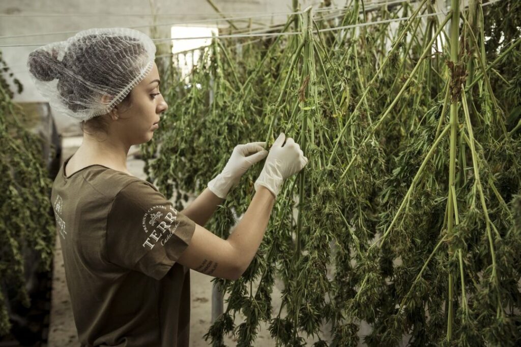 Cannabis products should not be consumed by women